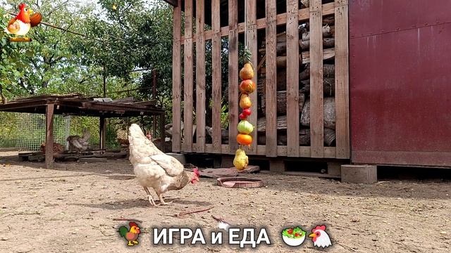 Кормление кур овощами и фруктами для зарядки и от скуки 🥗🐓🤗 (10)