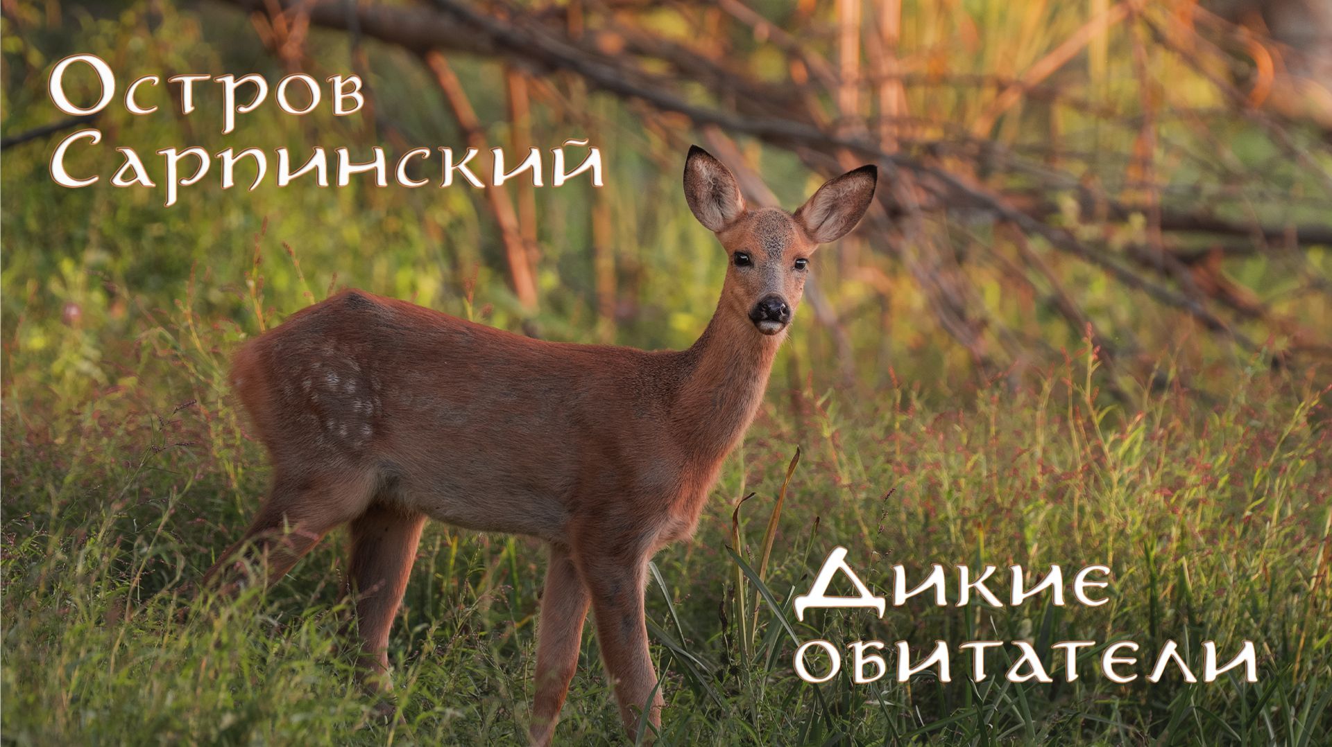 ОСТРОВ САРПИНСКИЙ. ДИКИЕ ОБИТАТЕЛИ | Совы, лисы, косули, кабаны и многие другие