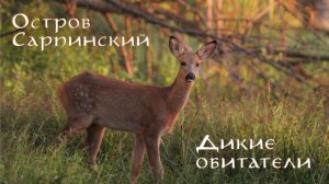 ОСТРОВ САРПИНСКИЙ. ДИКИЕ ОБИТАТЕЛИ | Совы, лисы, косули, кабаны и многие другие