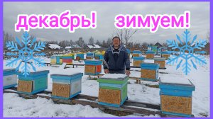 Зимовка пчёл на улице. Вентиляция и утепление. Пчеловодство!