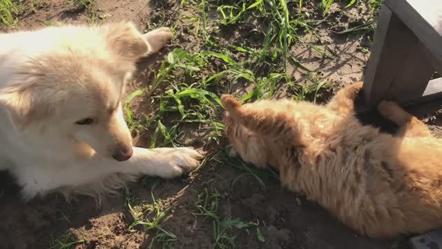 Деревенские будни Ричика и Альфушки на грядках