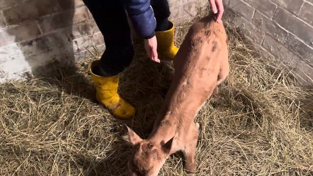 + 1 теленок на ферме! Зимние отёлы в самом разгаре! Наша фермерская жизнь!