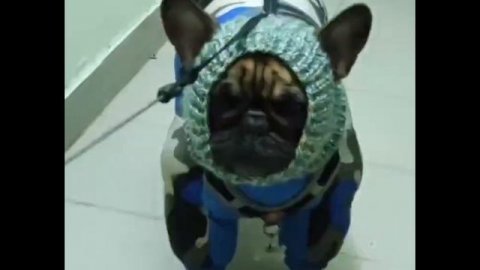 французский бульдог Прайм 7