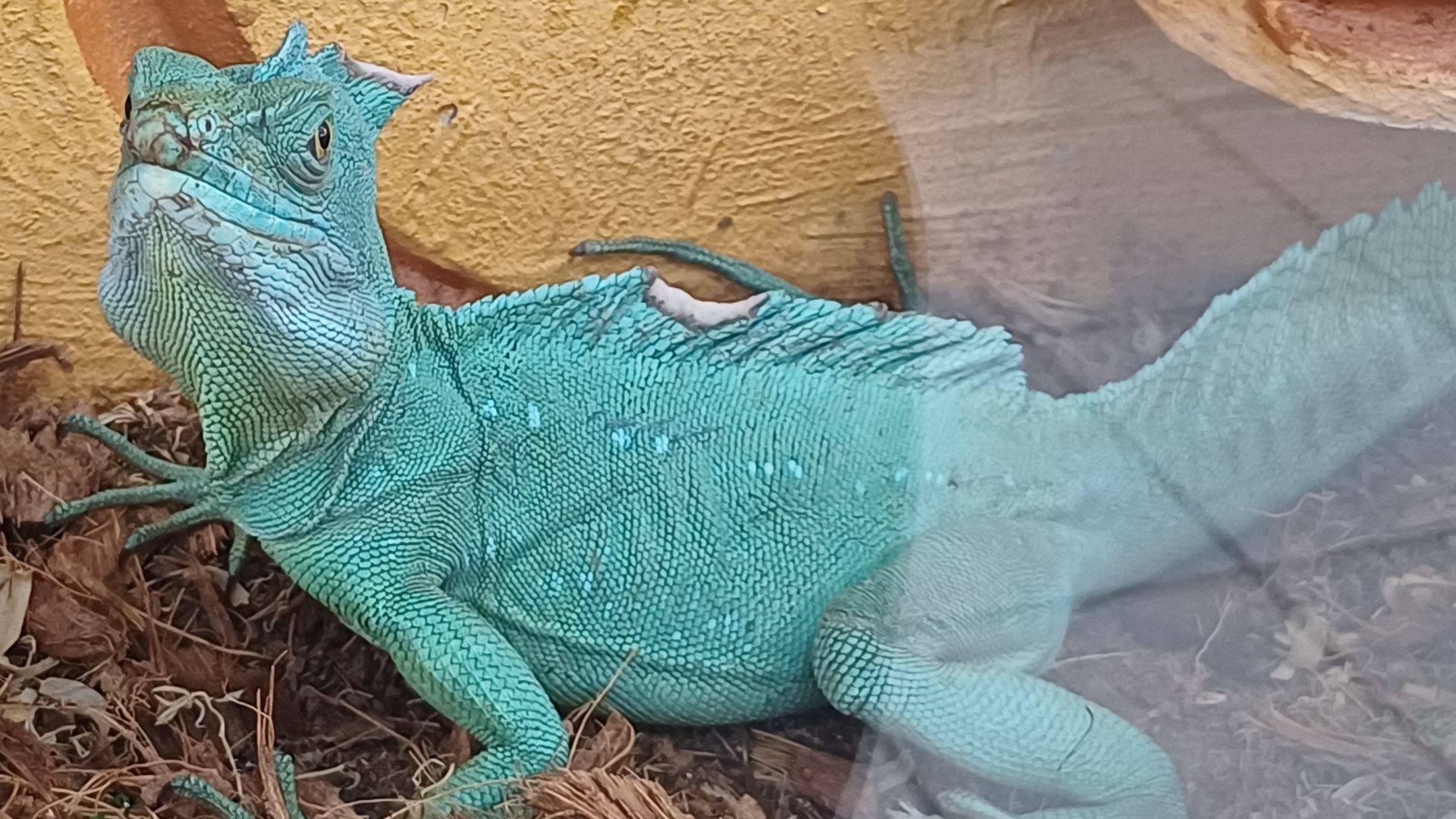 Рептилии в городе!!!