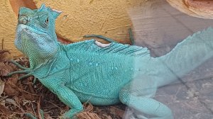 Рептилии в городе!!!