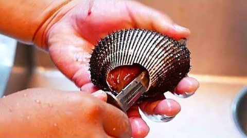 Красный моллюск суши сашими морепродукты Япония