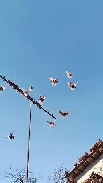 Старо режимные голуби
г.Мариуполя. смотреть онлайн