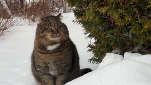 ДНЕВНИК лесного кота БАРСИКА: «Кина не будет!»  - 13.12.2025, часть 2