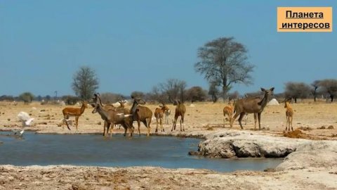 Животные Африки для детей