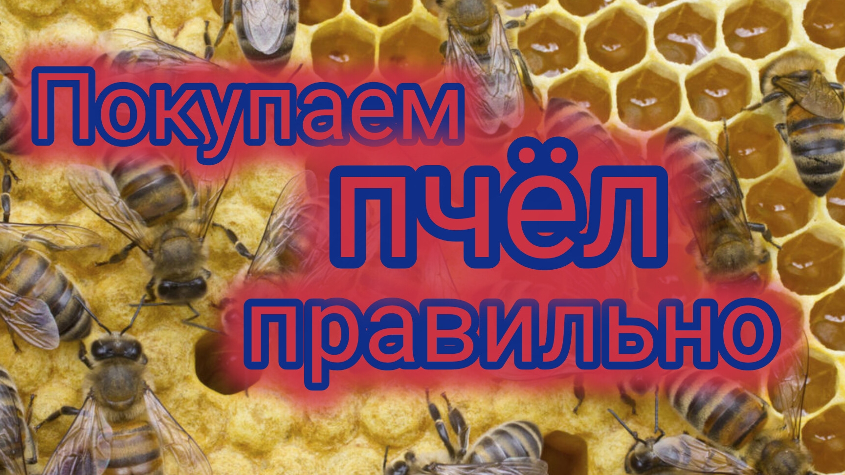 Как правильно купить пчёл 🐝♥️❤️❤️