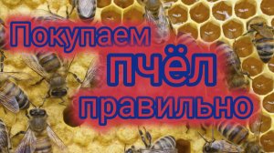 Как правильно купить пчёл 🐝♥️❤️❤️