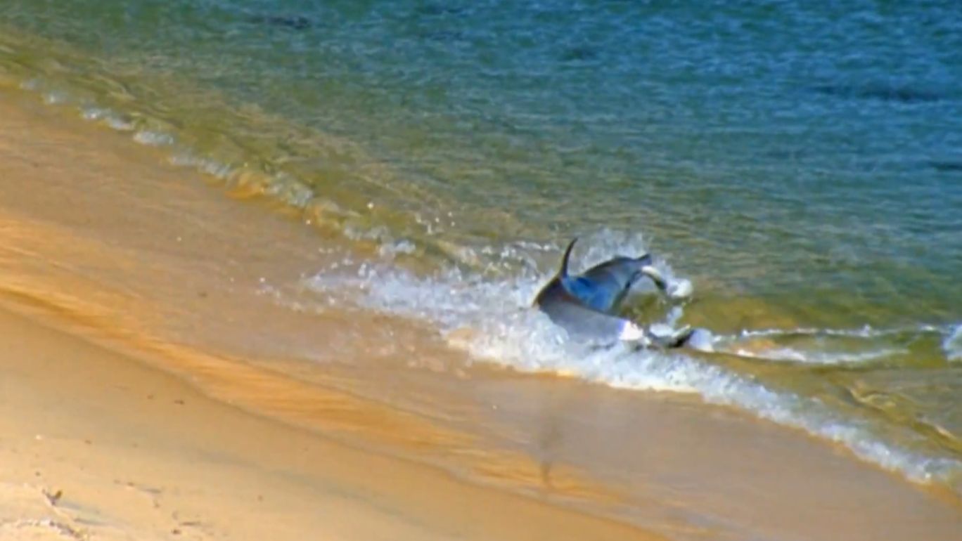 Моцарт Соната для фортепиано № 16 2 ч. Исп.Баренбойм. Mozart Piano Sonata No 16 part 2