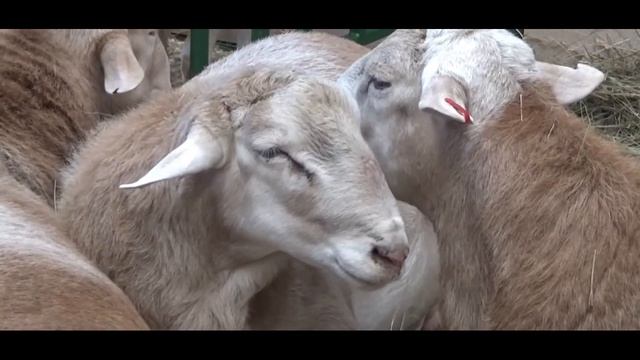 Катумские овцы выставка Золотая осень 2018