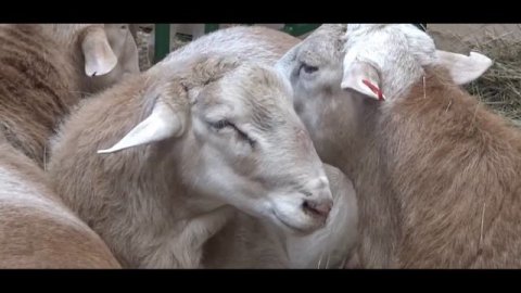 Катумские овцы выставка Золотая осень 2018