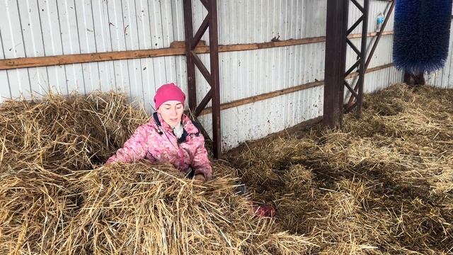 Привезли новых жителей+10 голов! Готовимся к отёлам! Почему не снимаем стройку новой фермы?