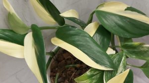 Филодендрон Кобра белая (она же Monstera standleyana)