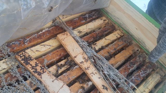 Завершается первая половина зимовки. Заглянем под холстики.