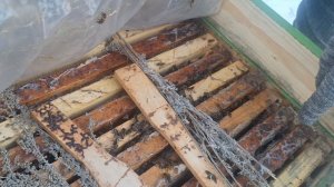 Завершается первая половина зимовки. Заглянем под холстики.