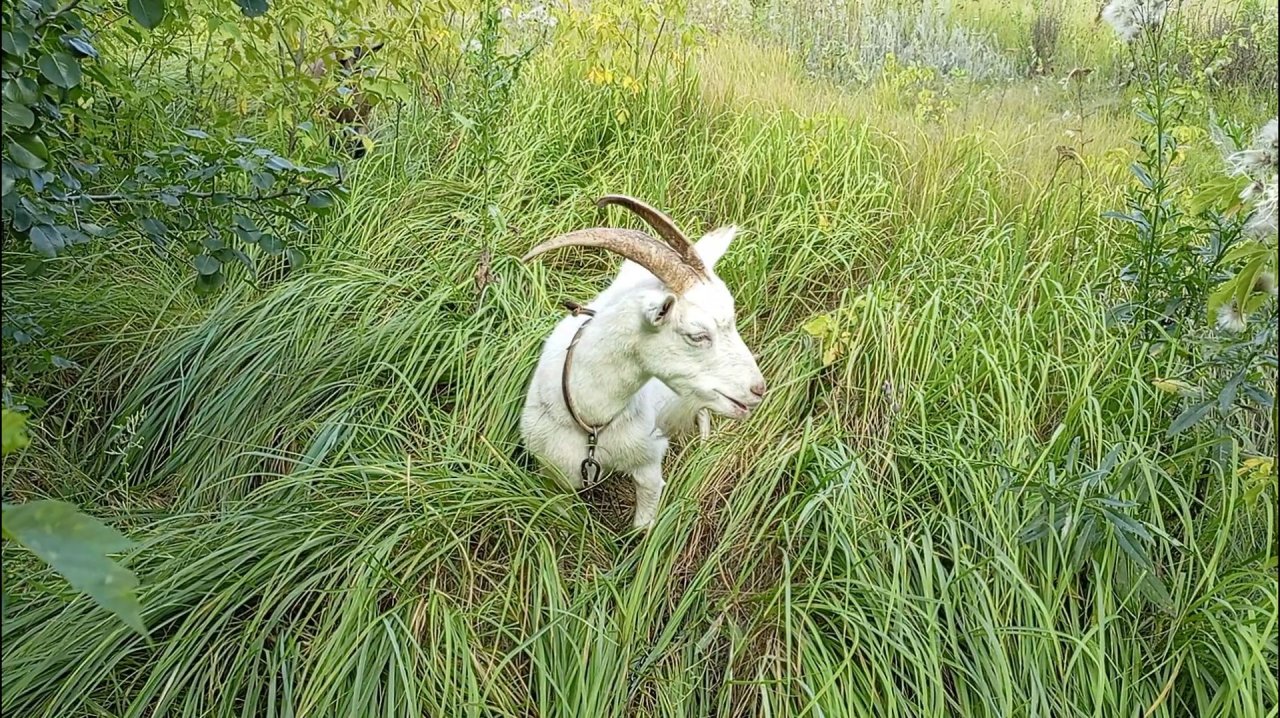 КОЗЫ И БАРАНЫ В ЛЕСУ 🌳