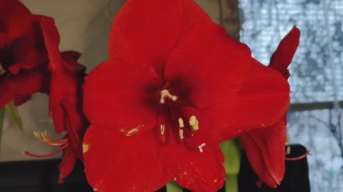 Обзор сортов луков. Гиппеаструм Ред Лайон (Red Lion) и Гиппеаструм Темпранилло (Tempranillo)