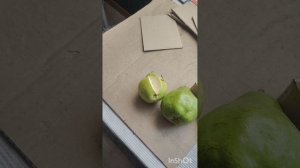 Черенки груши Яй-Гюрен, Весильня, Просто, гибрид Шарафуга и многое другое.