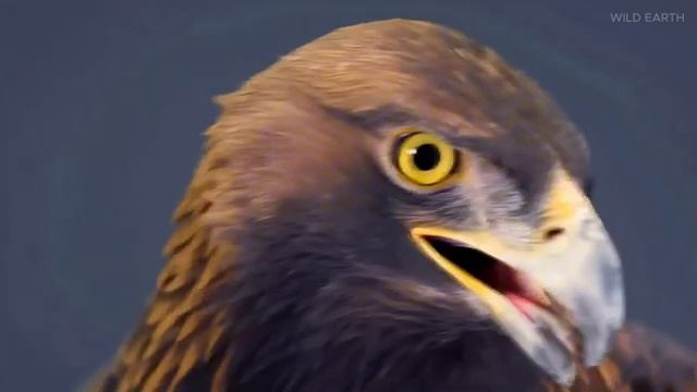 ДИКАЯ СИБИРЬ WILD SIBERIA Полный документальный фильм о дикой природе