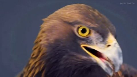 ДИКАЯ СИБИРЬ WILD SIBERIA Полный документальный фильм о дикой природе