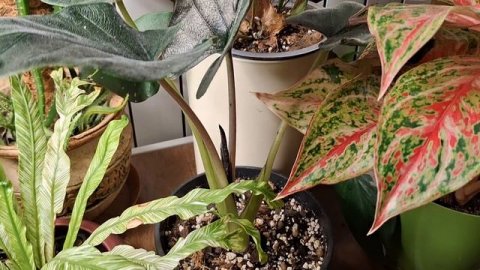 Утренняя оранжерейка