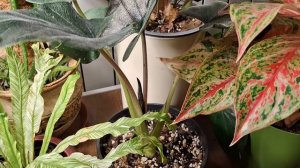 Утренняя оранжерейка