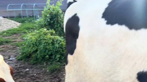 Отёл голштинской Нетели! Первая дойка, кормление теленка и удой первотелки в частном подворье!