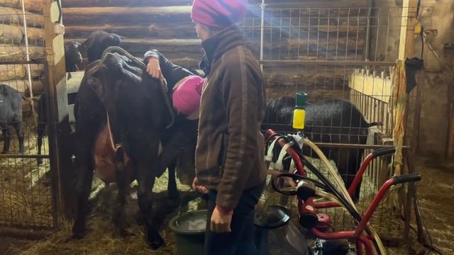 Отёл джерсейско-айрширской нетели. Первая дойка. Огромный удой! | Молодая Ферма