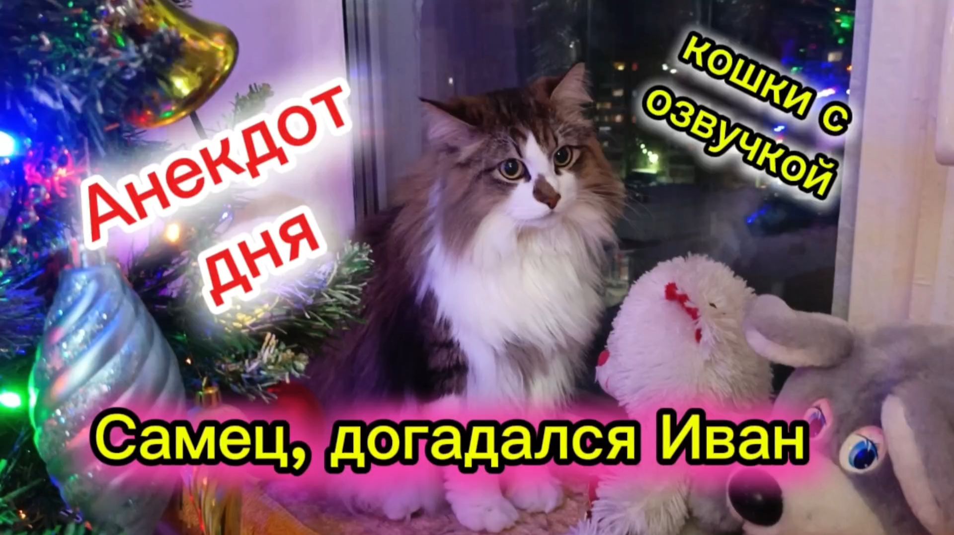 Кошки с озвучкой. Анекдот дня.