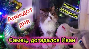 Кошки с озвучкой. Анекдот дня.