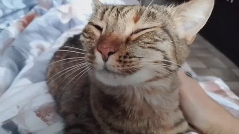 Метёт метель весь день/Купила вкусную селёдку/Пастила из яблок и из клубники.Пробую, сравниваю/