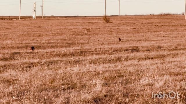 Гучч и Пако. 13.12.25