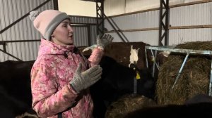 Фермерские будни. Делаем Фету в баночках и холодец из говядины. Кормим сенажом коров.