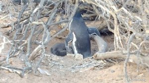 У пингвинчика свое гнездо и малыши в нем
