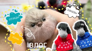 Новогодние заказы, много птиц, кони, процессы #вязовлог