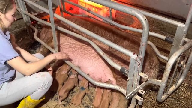 Опорос дюрка! Доставала их по одному. Помогаю свинке | Молодая Ферма