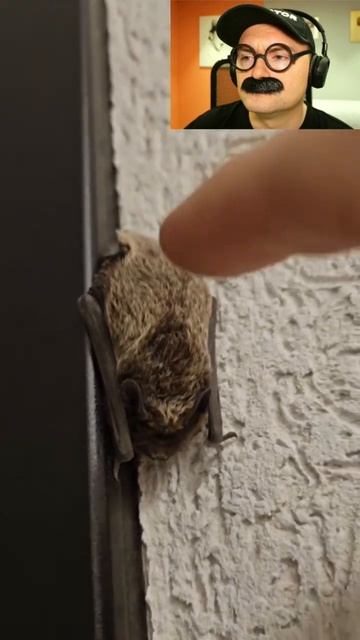 Живой звонок в квартиру смотреть онлайн