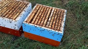 Обсушка рамок для получения чистой перги.