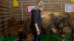 Отёл с ОПОЗДАНИЕМ В ГОД! Огромный телёнок! | Молодая Ферма