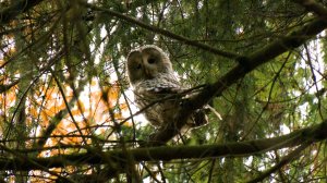 Дикие выходные с Павлом Глазковым. 13 декабря