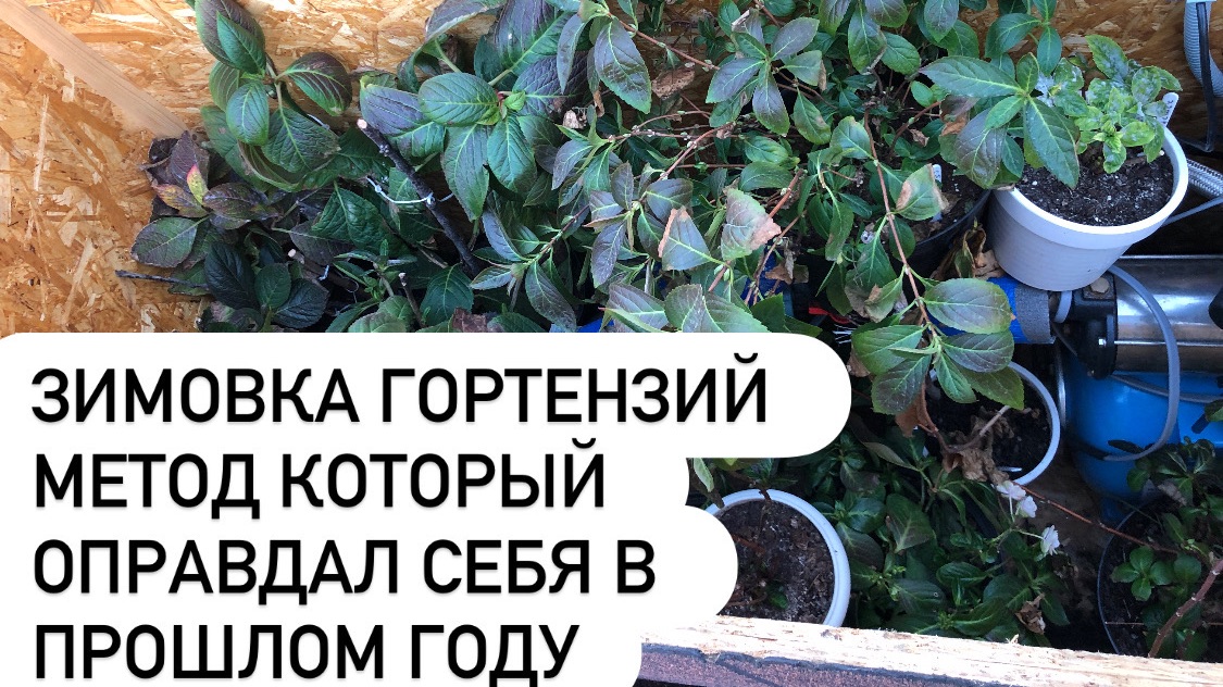 Зимовка гортензий способом который отлично показал себя в прошлом году.