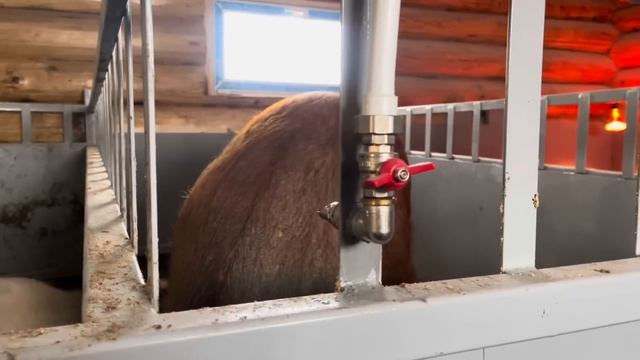 Утренняя управа в НОВОМ свинарнике. Справляемся вдвоем на хозяйстве. | Молодая Ферма