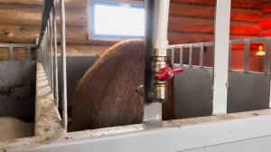 Утренняя управа в НОВОМ свинарнике. Справляемся вдвоем на хозяйстве. | Молодая Ферма