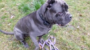 Кане-корсо Зевс на прогулке 12.12.2025.