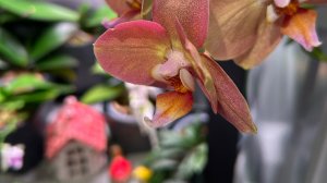 Мои обновочки 🥰 ОРХИДЕИ на кухонном СтЕлЛаЖе