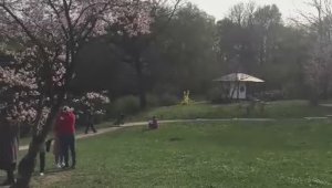 Японский сад. Цветение сакуры, момент 3.