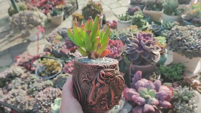 Гипсовое кашпо с лошадкой. Подходит не только для суккулентов.